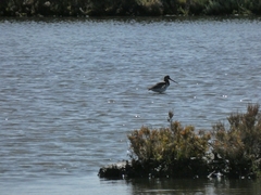 Limosa limosa