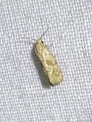 Platphalonidia