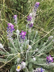 Oxytropis splendens