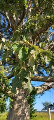 Quercus muehlenbergii