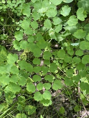 Thalictrum dioicum