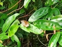 Tanaecia iapis