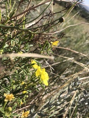 Oenothera serrulata