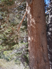 Pinus contorta