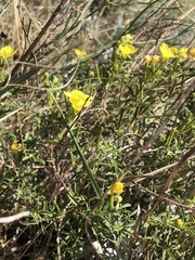 Oenothera serrulata