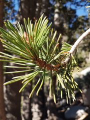 Pinus contorta
