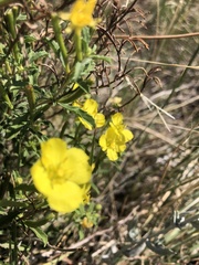 Oenothera serrulata