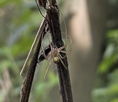Enoplognatha ovata