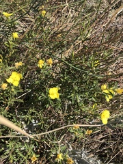 Oenothera serrulata