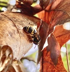 Euodynerus hidalgo boreoorientalis