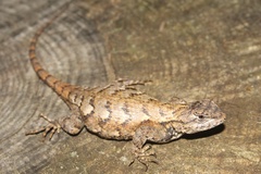 Sceloporus undulatus