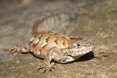 Sceloporus undulatus