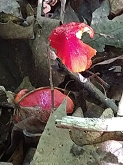 Hygrocybe coccinea