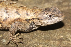 Sceloporus undulatus
