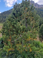 Pinus mugo