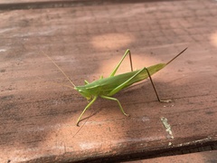 Neoconocephalus retusus
