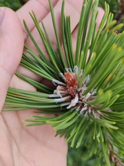 Pinus mugo