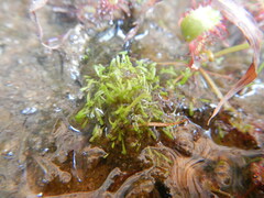Utricularia bisquamata