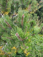 Pinus mugo