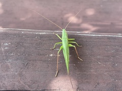 Neoconocephalus retusus
