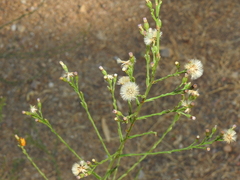 Symphyotrichum subulatum