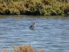 Limosa limosa