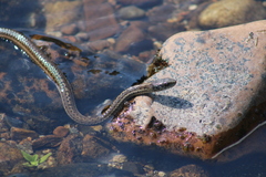 Thamnophis elegans
