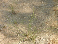 Symphyotrichum subulatum