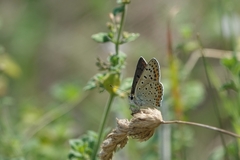 Lycaena tityrus