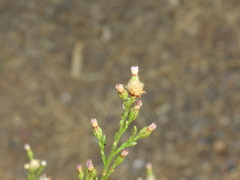 Symphyotrichum subulatum