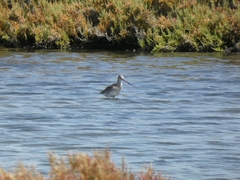 Limosa limosa