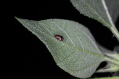 Clastoptera xanthocephala
