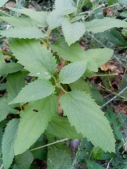 Scrophularia nodosa