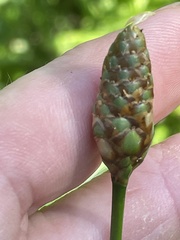 Xyris ambigua