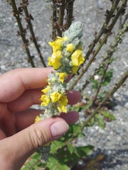 Verbascum gnaphalodes
