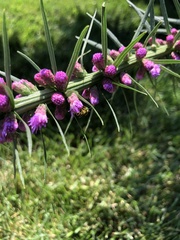 Agapostemon virescens
