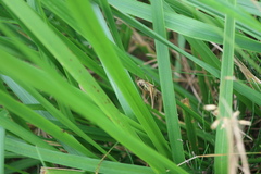 Roeseliana roeselii
