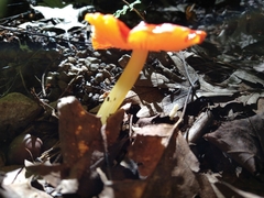 Hygrocybe punicea