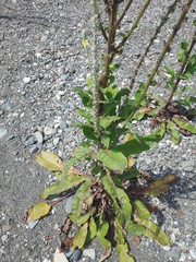 Verbascum gnaphalodes