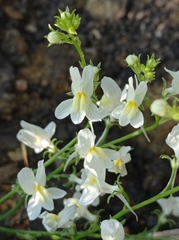 Linaria maroccana