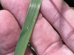 Xyris ambigua