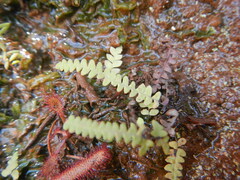 Gleichenia polypodioides