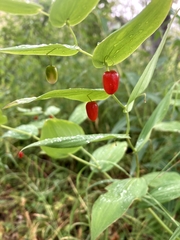 Streptopus amplexifolius