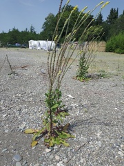 Verbascum gnaphalodes