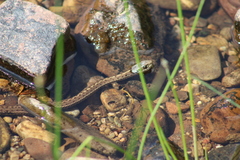 Thamnophis elegans
