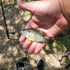 Lepomis cyanellus