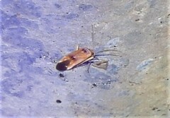 Parthenicus juniperi