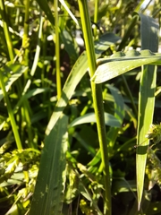 Echinochloa crus-galli