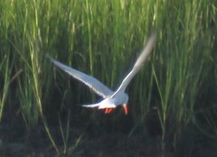 Sterna hirundo