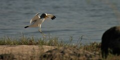 Vanellus senegallus